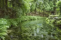 白川水源の写真・動画_image_124617