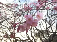 六義園の写真・動画_image_124678