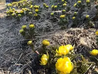 鮭川村の写真・動画_image_124938