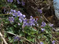 きのねざか手打そばの写真・動画_image_124966