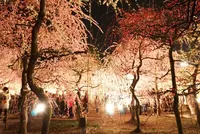 なばなの里の写真・動画_image_125258