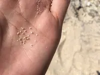 カイジ浜の写真・動画_image_125290