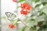 由布島の写真・動画_image_125295