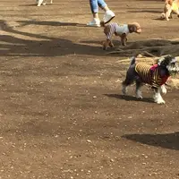 代々木公園の写真・動画_image_125439