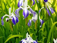 林泉寺の写真・動画_image_125824