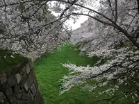 名古屋城の写真・動画_image_126079