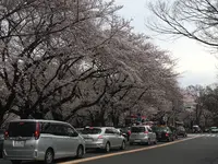 名古屋城の写真・動画_image_126089