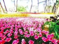 国営ひたち海浜公園の写真・動画_image_126300