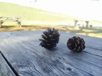 国営ひたち海浜公園の写真・動画_image_126350