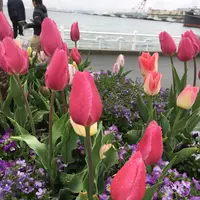 山下公園の写真・動画_image_126611