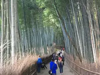嵯峨野 竹林の道の写真・動画_image_126768