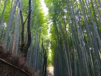 嵯峨野 竹林の道の写真・動画_image_126770
