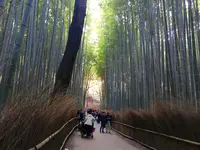 嵯峨野 竹林の道の写真・動画_image_126771