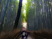 嵯峨野 竹林の道の写真・動画_image_126772