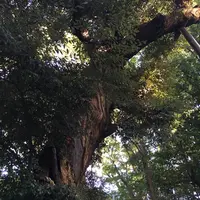 糺ノ森の写真・動画_image_126774