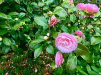 浜離宮恩賜庭園の写真・動画_image_126843