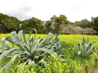 浜離宮恩賜庭園の写真・動画_image_126844