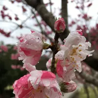 耶馬渓ダムスポーツ公園の写真・動画_image_126956