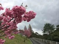 耶馬渓ダムスポーツ公園の写真・動画_image_126958