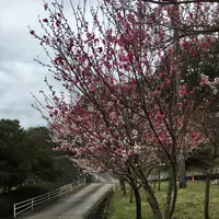 耶馬渓ダムスポーツ公園の写真・動画_image_126963