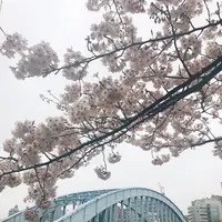 隅田川テラス 隅田川大橋下の写真・動画_image_126987