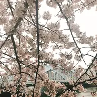 隅田川テラス 隅田川大橋下の写真・動画_image_126988