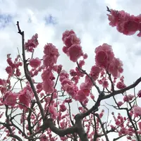 兼六園の写真・動画_image_127151