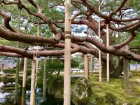 兼六園の写真・動画_image_127152