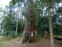 土佐神社の写真・動画_image_127176