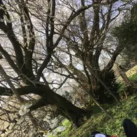 一心行の大桜の写真・動画_image_127343