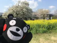 一心行の大桜の写真・動画_image_127345