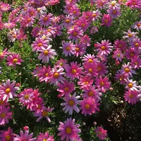 雛のつるし飾りまつりの写真・動画_image_127474