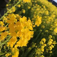 みなみの桜と菜の花街道の写真・動画_image_127503