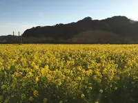 みなみの桜と菜の花街道の写真・動画_image_127504