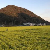 みなみの桜と菜の花街道の写真・動画_image_127505