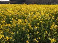 みなみの桜と菜の花街道の写真・動画_image_127506