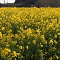 みなみの桜と菜の花街道の写真・動画_image_127507