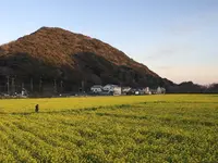 みなみの桜と菜の花街道の写真・動画_image_127509