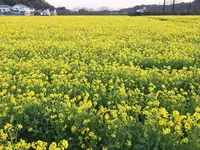 みなみの桜と菜の花街道の写真・動画_image_127510
