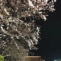 浅草寺の写真・動画_image_127573