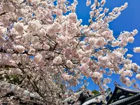 長谷寺の写真・動画_image_127591