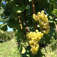 サンクゼール・ワイナリーの写真・動画_image_128014