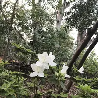 猿楽神社の写真・動画_image_128212