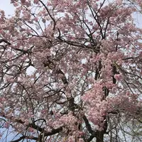 徳佐八幡宮の写真・動画_image_128383