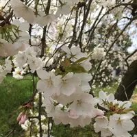 徳佐八幡宮の写真・動画_image_128384