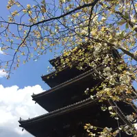 仁和寺の写真・動画_image_128451