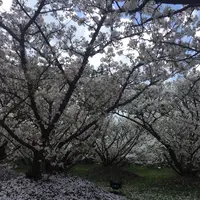 仁和寺の写真・動画_image_128452