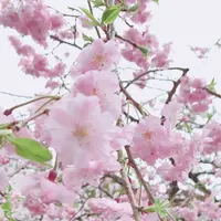 太宰府天満宮の写真・動画_image_128485