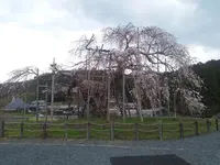畑のしだれ桜の写真・動画_image_128798