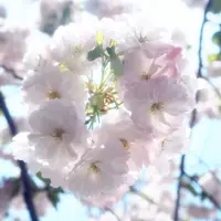新宿御苑の写真・動画_image_128871